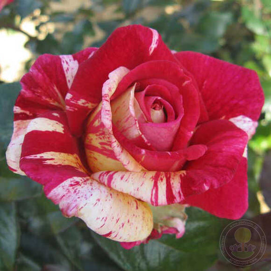 Broceliande Rose Seedlings Flower Seeds Perennial Growing Bonsai Corms Tubers Potted Planting Reblooming Fragrant Garden Roots Rhizomes Species Blooms Plant Bulbs Gardening Tree