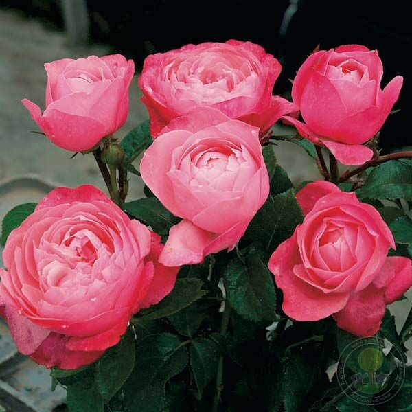 Bruno Perpoint Rose Seedlings Flower Seeds Perennial Growing Bonsai Corms Tubers Potted Planting Reblooming Fragrant Garden Roots Rhizomes Species Blooms Plant Bulbs Gardening Tree