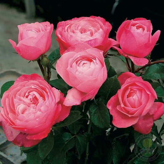 Bruno Perpoint Rose Seedlings Flower Seeds Perennial Growing Bonsai Corms Tubers Potted Planting Reblooming Fragrant Garden Roots Rhizomes Species Blooms Plant Bulbs Gardening Tree