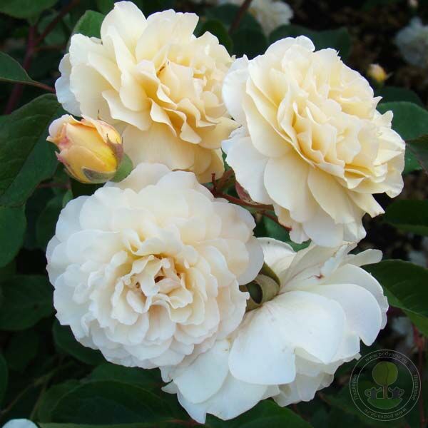 Buff Beauty Rose Seedlings Flower Seeds Perennial Growing Bonsai Corms Tubers Potted Planting Reblooming Fragrant Garden Roots Rhizomes Species Blooms Plant Bulbs Gardening Tree