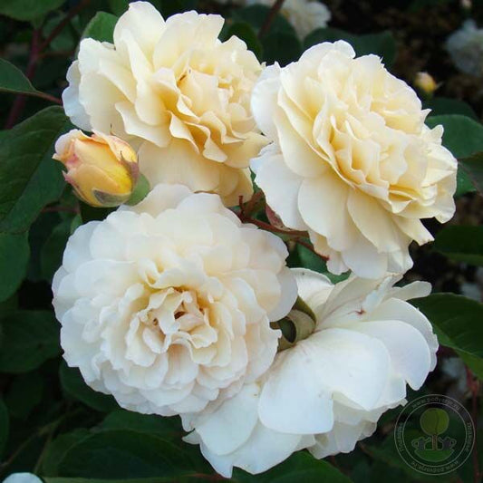 Buff Beauty Rose Seedlings Flower Seeds Perennial Growing Bonsai Corms Tubers Potted Planting Reblooming Fragrant Garden Roots Rhizomes Species Blooms Plant Bulbs Gardening Tree