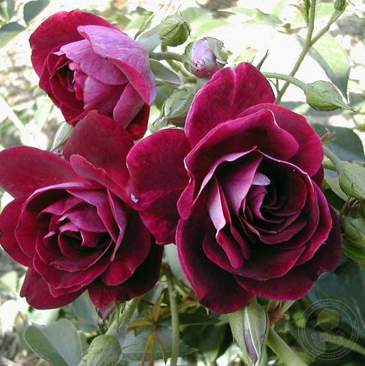 Burgundy ice Rose Seedlings Flower Seeds Perennial Growing Bonsai Corms Tubers Potted Planting Reblooming Fragrant Garden Roots Rhizomes Species Blooms Plant Bulbs Gardening Tree
