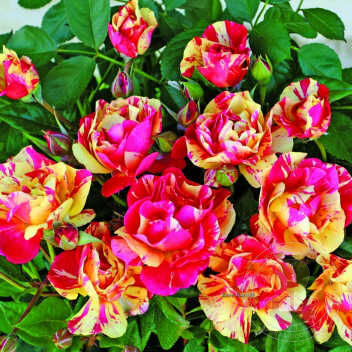 Carnivale Rose Seedlings Flower Seeds Perennial Growing Bonsai Corms Tubers Potted Planting Reblooming Fragrant Garden Roots Rhizomes Species Blooms Plant Bulbs Gardening Tree