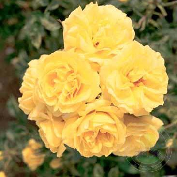 Carte d'Or Rose Seedlings Flower Seeds Perennial Growing Bonsai Corms Tubers Potted Planting Reblooming Fragrant Garden Roots Rhizomes Species Blooms Plant Bulbs Gardening Tree