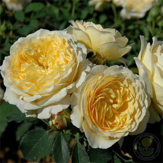 Casteu Gombert Rose Seedlings Flower Seeds Perennial Growing Bonsai Corms Tubers Potted Planting Reblooming Fragrant Garden Roots Rhizomes Species Blooms Plant Bulbs Gardening Tree