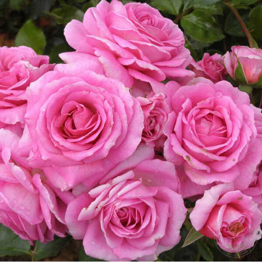 Celebrating Life Rose Seedlings Flower Seeds Perennial Growing Bonsai Corms Tubers Potted Planting Reblooming Fragrant Garden Roots Rhizomes Species Blooms Plant Bulbs Gardening Tree