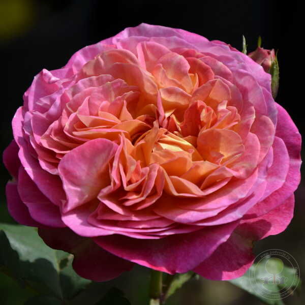 Centenaire de LHayles Rose Seedlings Flower Seeds Perennial Growing Bonsai Corms Tubers Potted Planting Reblooming Fragrant Garden Roots Rhizomes Species Blooms Plant Bulbs Gardening Tree