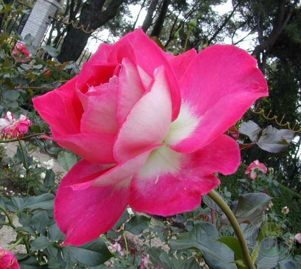 Centenaire de Lourdes bicolore Rose Seedlings Flower Seeds Perennial Growing Bonsai Corms Tubers Potted Planting Reblooming Fragrant Garden Roots Rhizomes Species Blooms Plant Bulbs Gardening Tree