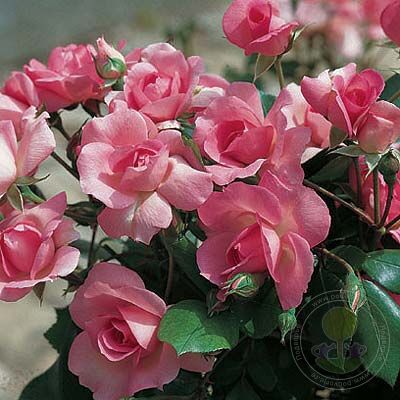 Centenaire de Lourdes Rose Seedlings Flower Seeds Perennial Growing Bonsai Corms Tubers Potted Planting Reblooming Fragrant Garden Roots Rhizomes Species Blooms Plant Bulbs Gardening Tree