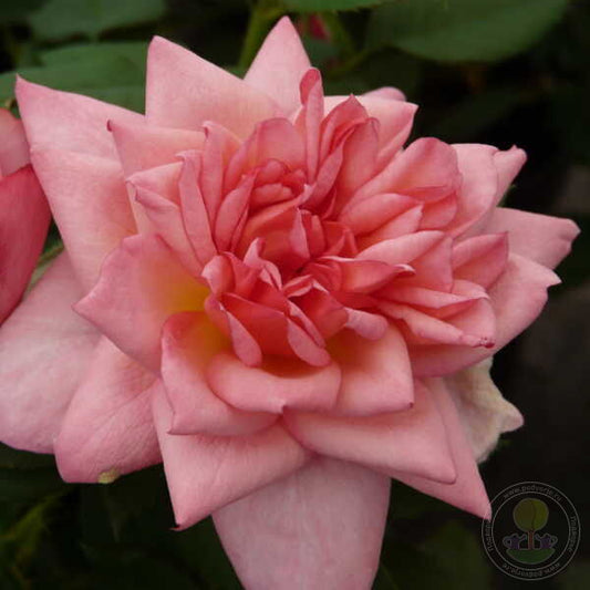 Channabelle Rose Seedlings Flower Seeds Perennial Growing Bonsai Corms Tubers Potted Planting Reblooming Fragrant Garden Roots Rhizomes Species Blooms Plant Bulbs Gardening Tree