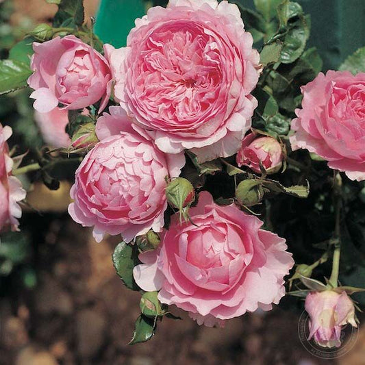 Chantal Merieux Rose Seedlings Flower Seeds Perennial Growing Bonsai Corms Tubers Potted Planting Reblooming Fragrant Garden Roots Rhizomes Species Blooms Plant Bulbs Gardening Tree