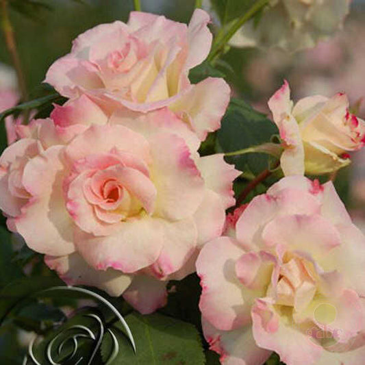 Charles Aznavour Rose Seedlings Flower Seeds Perennial Growing Bonsai Corms Tubers Potted Planting Reblooming Fragrant Garden Roots Rhizomes Species Blooms Plant Bulbs Gardening Tree