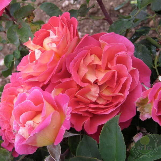 Chateau De Verteuil Rose Seedlings Flower Seeds Perennial Growing Bonsai Corms Tubers Potted Planting Reblooming Fragrant Garden Roots Rhizomes Species Blooms Plant Bulbs Gardening Tree