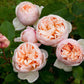 Romantica Rose Seedlings Flower Seeds Perennial Growing Bonsai Corms Tubers Potted Planting Reblooming Fragrant Garden Roots Rhizomes Species Blooms Plant Bulbs Gardening Tree