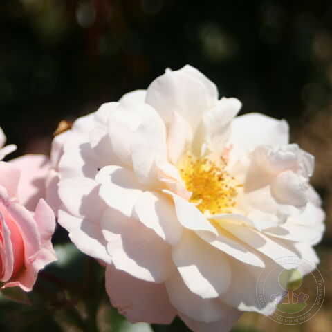 Chiffonade Rose Seedlings Flower Seeds Perennial Growing Bonsai Corms Tubers Potted Planting Reblooming Fragrant Garden Roots Rhizomes Species Blooms Plant Bulbs Gardening Tree