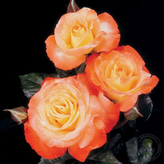 Chihuly Anna Leese Rose Seedlings Flower Seeds Perennial Growing Bonsai Corms Tubers Potted Planting Reblooming Fragrant Garden Roots Rhizomes Species Blooms Plant Bulbs Gardening Tree