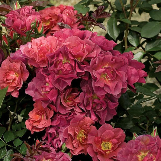 Cinco DE Mayo selections time Rose Plant Seedlings Flower Seeds Perennial Growing Bonsai Corms Tubers Potted Planting Reblooming Fragrant Garden Roots Rhizomes Species Blooms Bulbs Gardening Tree