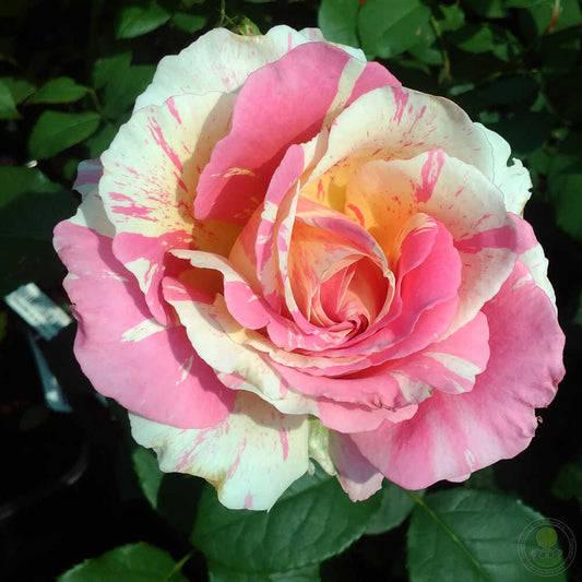 Claude Monet Rose Seedlings Flower Seeds Perennial Growing Bonsai Corms Tubers Potted Planting Reblooming Fragrant Garden Roots Rhizomes Species Blooms Plant Bulbs Gardening Tree