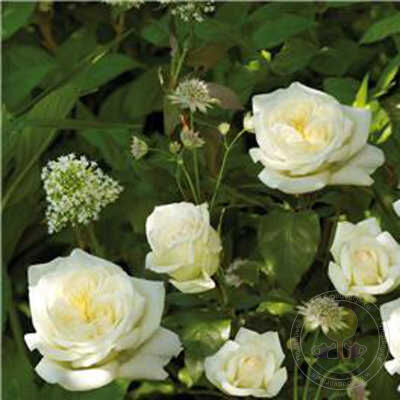 Claus Dalby Rose Seedlings Flower Seeds Perennial Growing Bonsai Corms Tubers Potted Planting Reblooming Fragrant Garden Roots Rhizomes Species Blooms Plant Bulbs Gardening Tree