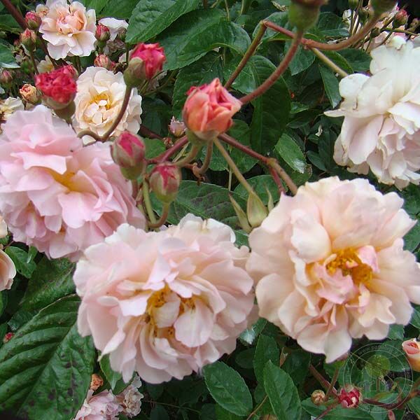 Cornelia Rose Seedlings Flower Seeds Perennial Growing Bonsai Corms Tubers Potted Planting Reblooming Fragrant Garden Roots Rhizomes Species Blooms Plant Bulbs Gardening Tree