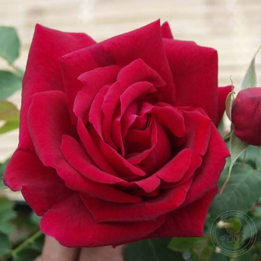 Cuthbert grant Rose Seedlings Flower Seeds Perennial Growing Bonsai Corms Tubers Potted Planting Reblooming Fragrant Garden Roots Rhizomes Species Blooms Plant Bulbs Gardening Tree