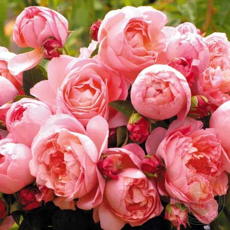 Dame DE chenonceau Rose Seedlings Flower Seeds Perennial Growing Bonsai Corms Tubers Potted Planting Reblooming Fragrant Garden Roots Rhizomes Species Blooms Plant Bulbs Gardening Tree