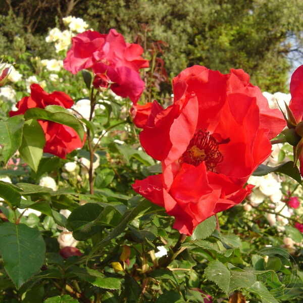 Danielle Arcucci Rose Seedlings Flower Seeds Perennial Growing Bonsai Corms Tubers Potted Planting Reblooming Fragrant Garden Roots Rhizomes Species Blooms Plant Bulbs Gardening Tree