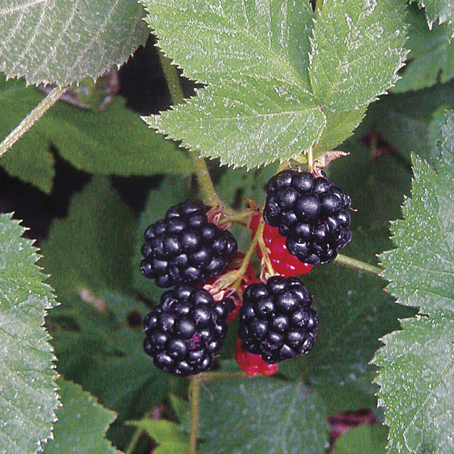 Black Satin BlackBerry family is suitable for garden planting salad berries with high survival rate and suitable for novice planting