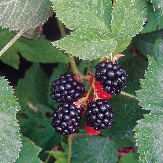 Black Satin BlackBerry family is suitable for garden planting salad berries with high survival rate and suitable for novice planting