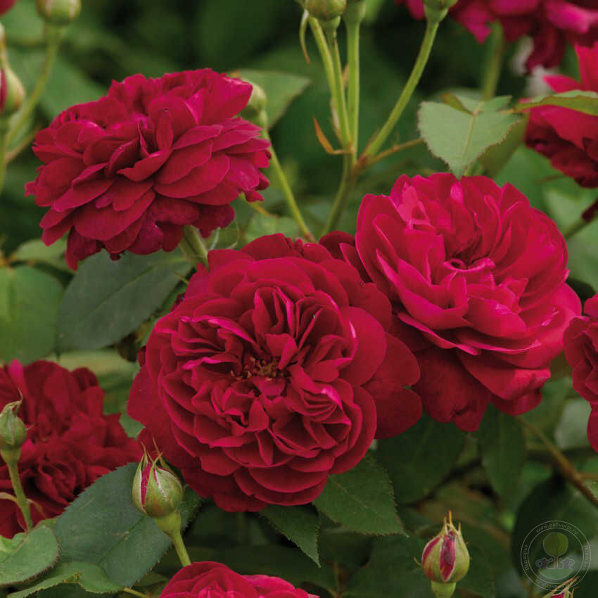 Darcy bassell Rose Seedlings Flower Seeds Perennial Growing Bonsai Corms Tubers Potted Planting Reblooming Fragrant Garden Roots Rhizomes Species Blooms Plant Bulbs Gardening Tree