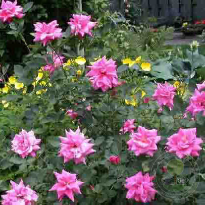 DE monterville Rose Seedlings Flower Seeds Perennial Growing Bonsai Corms Tubers Potted Planting Reblooming Fragrant Garden Roots Rhizomes Species Blooms Plant Bulbs Gardening Tree