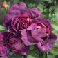 Diablesse De Mers Rose Seedlings Flower Seeds Perennial Growing Bonsai Corms Tubers Potted Planting Reblooming Fragrant Garden Roots Rhizomes Species Blooms Plant Bulbs Gardening Tree