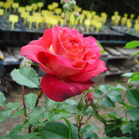 Docteurs Massad Rose Seedlings Flower Seeds Perennial Growing Bonsai Corms Tubers Potted Planting Reblooming Fragrant Garden Roots Rhizomes Species Blooms Plant Bulbs Gardening Tree