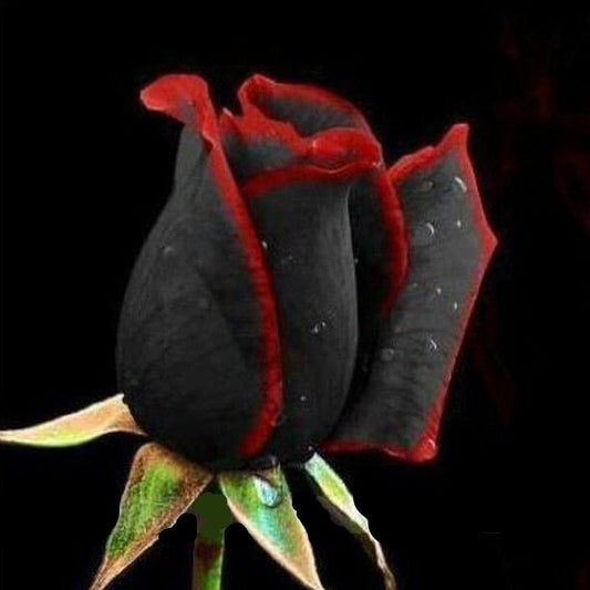 Black Rose Seedlings Flower Seeds Perennial Growing Bonsai Corms Tubers Potted Planting Reblooming Fragrant Garden Roots Rhizomes Species Blooms Plant Bulbs Gardening Tree