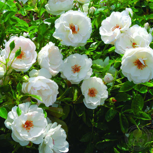 Dominique Loiseau Rose Plant Seedlings Flower Seeds Perennial Growing Bonsai Corms Tubers Potted Planting Reblooming Fragrant Garden Roots Rhizomes Species Blooms Bulbs Gardening Tree