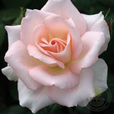 Dorothy house Rose Seedlings Flower Seeds Perennial Growing Bonsai Corms Tubers Potted Planting Reblooming Fragrant Garden Roots Rhizomes Species Blooms Plant Bulbs Gardening Tree