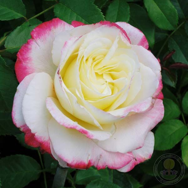 Double delight Rose Seedlings Flower Seeds Perennial Growing Bonsai Corms Tubers Potted Planting Reblooming Fragrant Garden Roots Rhizomes Species Blooms Plant Bulbs Gardening Tree
