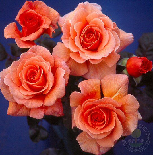 Dr. Joe Rose Seedlings Flower Seeds Perennial Growing Bonsai Corms Tubers Potted Planting Reblooming Fragrant Garden Roots Rhizomes Species Blooms Plant Bulbs Gardening Tree