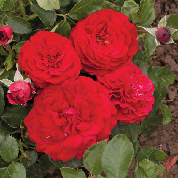 Draga freila Rose Seedlings Flower Seeds Perennial Growing Bonsai Corms Tubers Potted Planting Reblooming Fragrant Garden Roots Rhizomes Species Blooms Plant Bulbs Gardening Tree