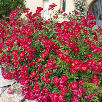 Drift Red Rose Plant Seedlings Flower Seeds Perennial Growing Bonsai Corms Tubers Potted Planting Reblooming Fragrant Garden Roots Rhizomes Species Blooms Bulbs Gardening Tree