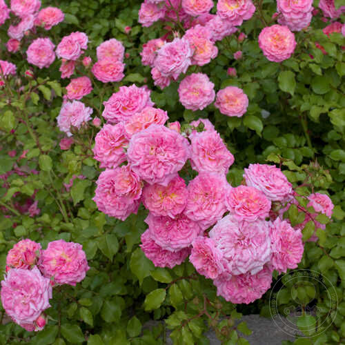 Drift Sweet Rose Seedlings Flower Seeds Perennial Growing Bonsai Corms Tubers Potted Planting Reblooming Fragrant Garden Roots Rhizomes Species Blooms Plant Bulbs Gardening Tree