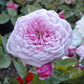 Durance Ancian Rosa Rose Seedlings Flower Seeds Perennial Growing Bonsai Corms Tubers Potted Planting Reblooming Fragrant Garden Roots Rhizomes Species Blooms Plant Bulbs Gardening Tree