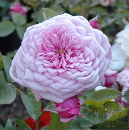 Durance Ancian Rosa Rose Seedlings Flower Seeds Perennial Growing Bonsai Corms Tubers Potted Planting Reblooming Fragrant Garden Roots Rhizomes Species Blooms Plant Bulbs Gardening Tree