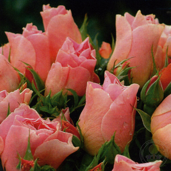 Edouard Guillot Rose Seedlings Flower Seeds Perennial Growing Bonsai Corms Tubers Potted Planting Reblooming Fragrant Garden Roots Rhizomes Species Blooms Plant Bulbs Gardening Tree