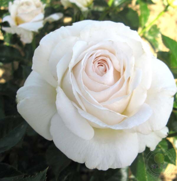 Chuckles Rose Seedlings Flower Seeds Perennial Growing Bonsai Corms Tubers Potted Planting Reblooming Fragrant Garden Roots Rhizomes Species Blooms Plant Bulbs Gardening Tree