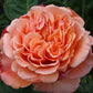 Rosa etruska Rose Plant Seedlings Flower Seeds Perennial Growing Bonsai Corms Tubers Potted Planting Reblooming Fragrant Garden Roots Rhizomes Species Blooms Bulbs Gardening Tree
