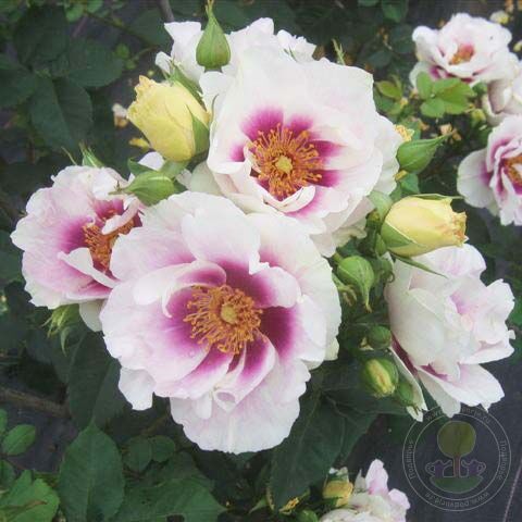 Eyes For You Rose Seedlings Flower Seeds Perennial Growing Bonsai Corms Tubers Potted Planting Reblooming Fragrant Garden Roots Rhizomes Species Blooms Plant Bulbs Gardening Tree