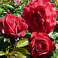 Rare Blue Rose Seedlings Flower Seeds Perennial Growing Bonsai Corms Tubers Potted Planting Reblooming Fragrant Garden Roots Rhizomes Species Blooms Plant Bulbs Gardening Tree