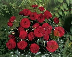 Chuckles forland Rose Seedlings Flower Seeds Perennial Growing Bonsai Corms Tubers Potted Planting Reblooming Fragrant Garden Roots Rhizomes Species Blooms Plant Bulbs Gardening Tree