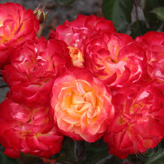 Yes Sir Rose Seedlings Flower Seeds Perennial Growing Bonsai Corms Tubers Potted Planting Reblooming Fragrant Garden Roots Rhizomes Species Blooms Plant Bulbs Gardening Tree